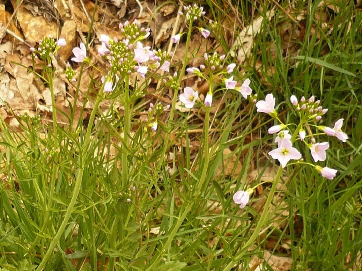 Cardamine pratensis (Brassicaceae)